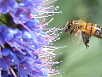 Il progetto LIFE19 NAT/IT/000848 PollinAction: Azioni volte a promuovere l'impollinazione nelle zone rurali e urbane