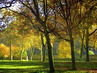 La rimozione di inquinanti atmosferici da parte della vegetazione urbana