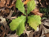 Rinnovazione naturale